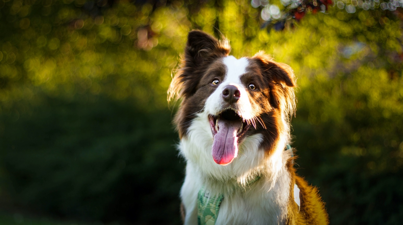 Признаки того, что у собаки проблемы с полостью рта